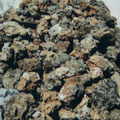 002 Fosil